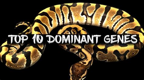 Dominant ball python genes. Things To Know About Dominant ball python genes. 